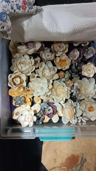 Seashells for crafts or jewelry - Thumbnail 4