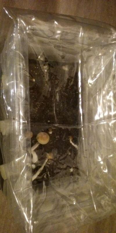 mycology equipment make offer - Thumbnail 2