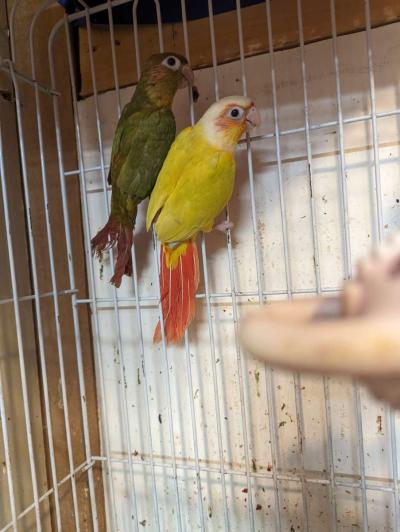 cages and birds - Thumbnail 2