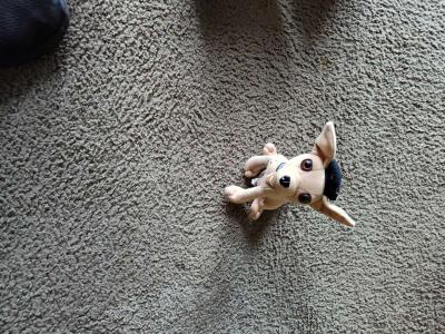 Taco dog for sale - Thumbnail 2