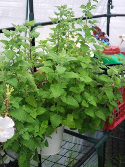 crochet cattoy mouse - Thumbnail 4