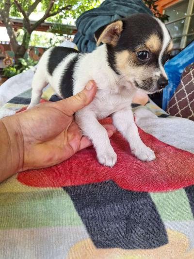 cachorros Yorkis Mix Chiguagua - Thumbnail 5