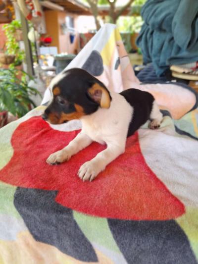 Chiguagua hembra - Thumbnail 2