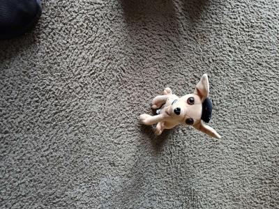 Taco dog for sale - Thumbnail 4