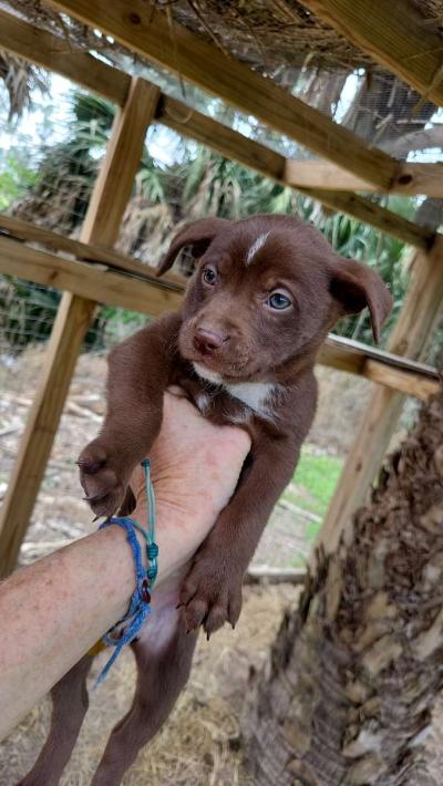 Puppies German Shepherd Mix - Thumbnail 3