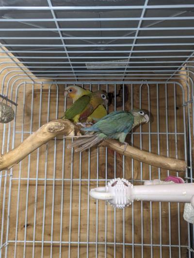 cages and birds - Thumbnail 3