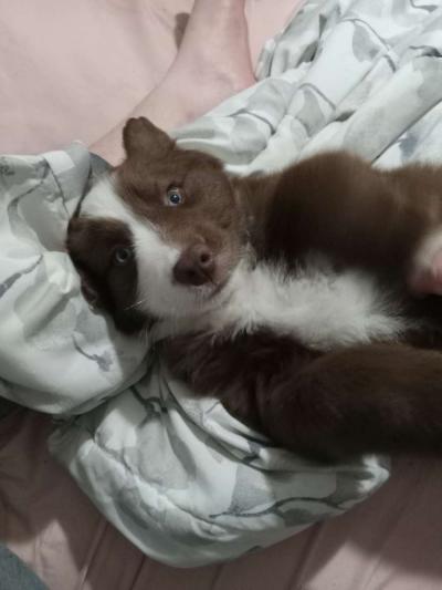 Australian shepherd - Thumbnail 4