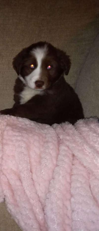 Australian shepherd - Thumbnail 3