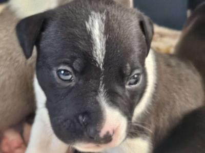 pitbull puppies full blood parents on site - Thumbnail 4