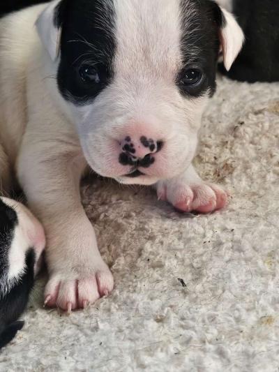 pitbull puppies full blood parents on site - Thumbnail 3