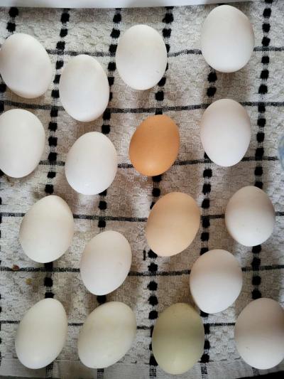 fresh eggs - Thumbnail 2