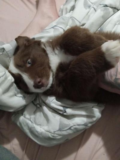 Australian shepherd - Thumbnail 2