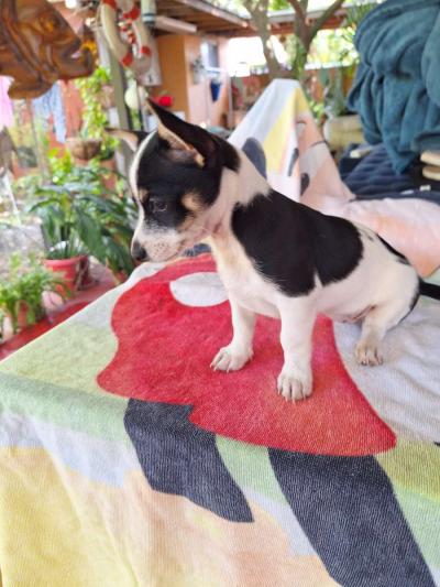 cachorros Yorkis Mix Chiguagua - Thumbnail 4