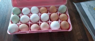 fresh eggs free range chicken eggs message me for address - Thumbnail 2