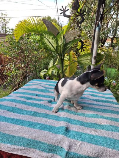 Chiguagua hembra cariosa - Thumbnail 3