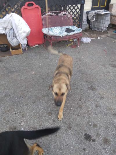 two German Shepherds