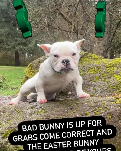 Exotic Bully - Thumbnail 2