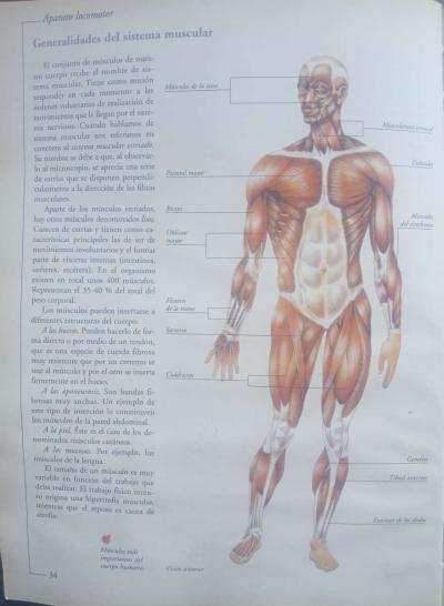 sobador quiroprctico estamos ubicados en Los ngeles Californ - Los Angeles, California