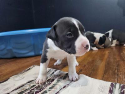 pitbull puppies full blood parents on site - Thumbnail 2