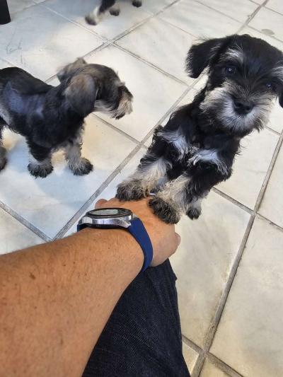 mini schnauzers - Thumbnail 5