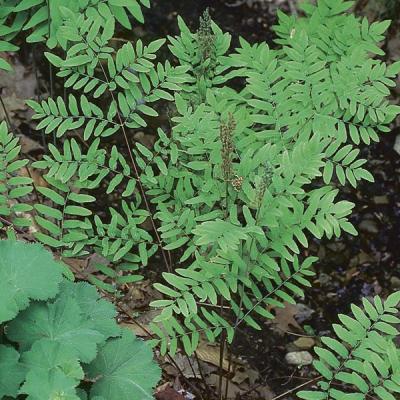 5 royal ferns - Thumbnail 1