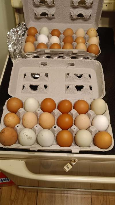 fresh eggs - Thumbnail 4