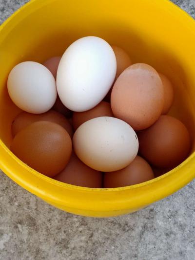 fresh eggs - Thumbnail 3