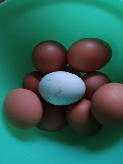 fresh eggs - Thumbnail 2