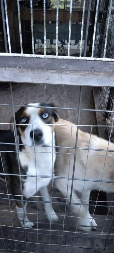 Perros Dciles - Thumbnail 3