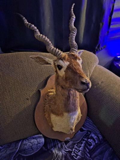 Wildlife Trophy Shoulder mount of BlackBuck - Thumbnail 3