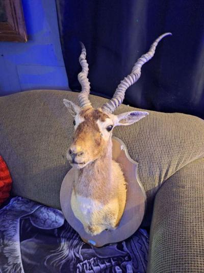 Wildlife Trophy Shoulder mount of BlackBuck - Thumbnail 2