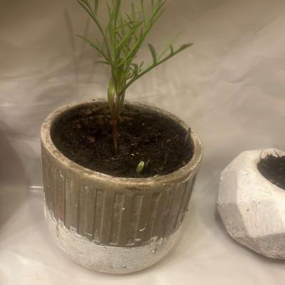 12 10 8  pots with plant - Thumbnail 5