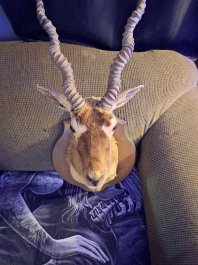 Wildlife Trophy Shoulder mount of BlackBuck - Thumbnail 4