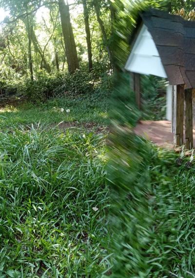 Dog House - Thumbnail 3