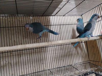 South Texas Aviary - Thumbnail 3