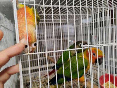 South Texas Aviary - Thumbnail 6