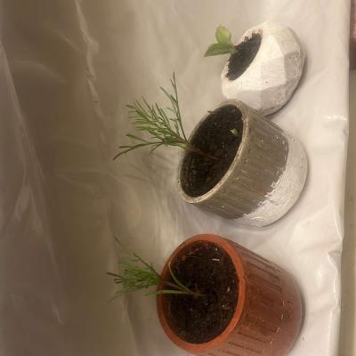 12 10 8  pots with plant - Thumbnail 4