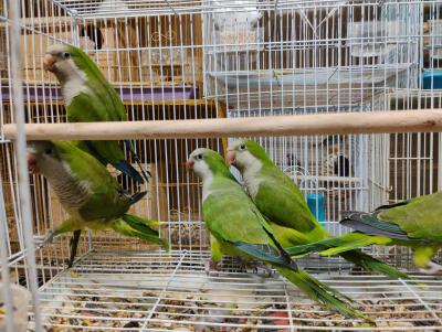 South Texas Aviary - Thumbnail 2