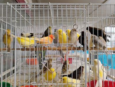 South Texas Aviary - Thumbnail 5