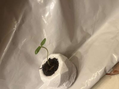 12 10 8 pots with a plant - Thumbnail 4