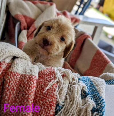 Labradoodle Puppies - Thumbnail 2