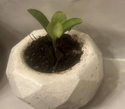 12 10 8  pots with plant - Thumbnail 3