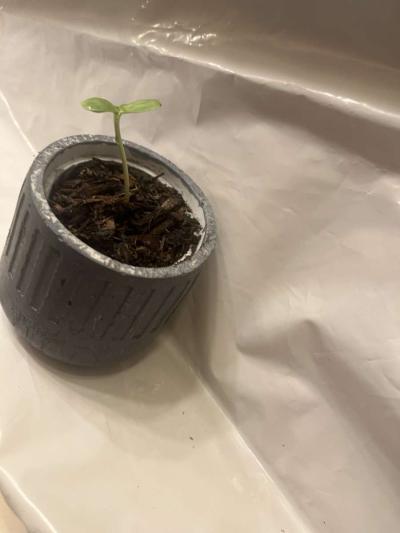 12 10 8 pots with a plant - Thumbnail 3