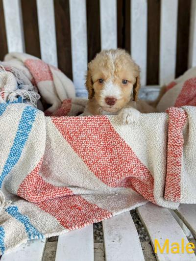 Labradoodle Puppies - Gate City, Virginia