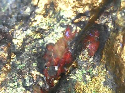 original art work by Daniel ELIAS OLMOS - Thumbnail 6