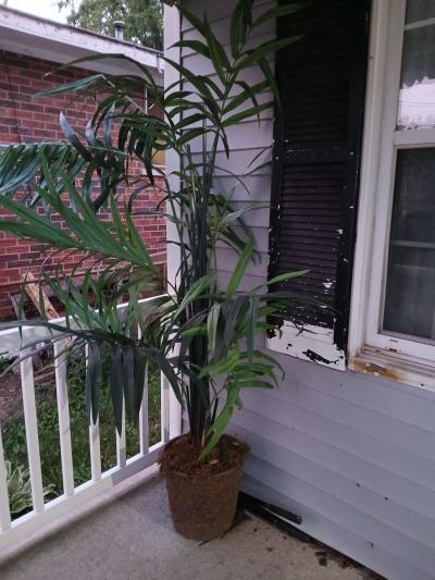 artificial tree - Thumbnail 2