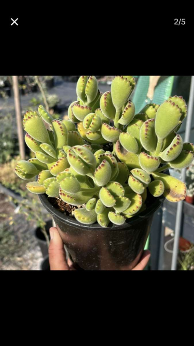 Beautiful House Plants and Succulent - Thumbnail 5