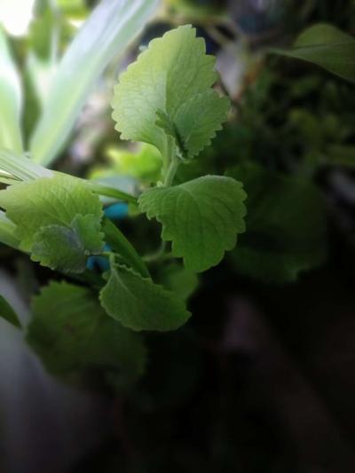 Italian oregano - Thumbnail 2