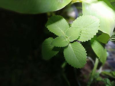 Italian oregano - Thumbnail 3