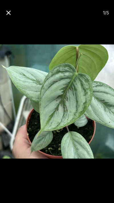 Beautiful House Plants and Succulent - Thumbnail 3